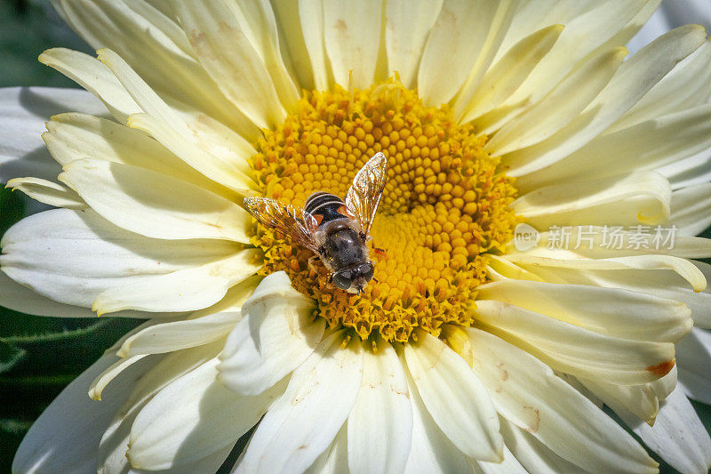 欧洲雄蜂蝇，(arbustorum Eristalis arbustorum)，食蚜蝇科，食蚜蝇亚科，食蚜蝇灌木，食蚜蝇。